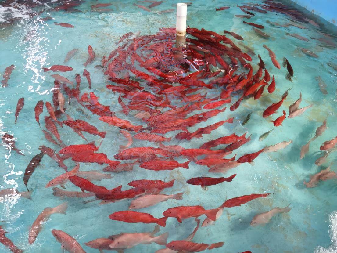 養殖魚(yú)種更健康鮮美
